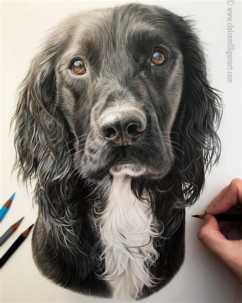 Perfect realistic color pencil drawing portrait of Dog, by professional pet portrait & wildlife ...