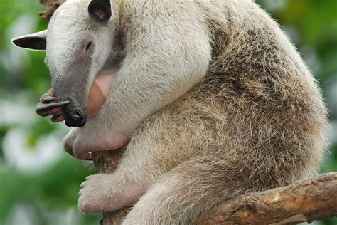 4 Different Types of Anteaters | NatureNibble