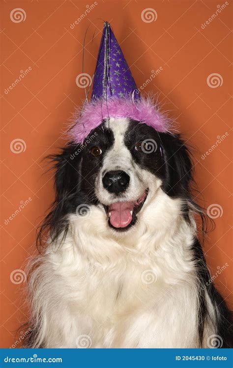 Dog Wearing Party Hat. Stock Photo - Image: 2045430