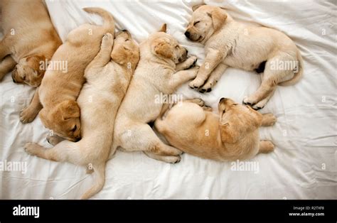 Labrador puppies sleeping on bed Stock Photo - Alamy