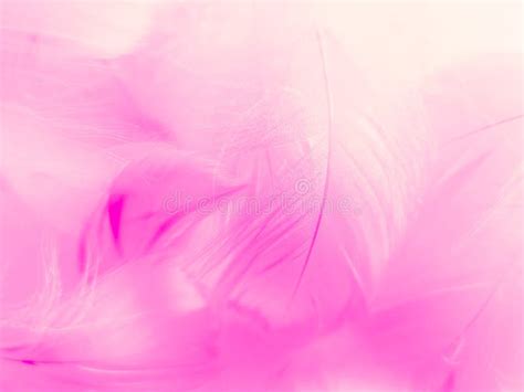 Beautiful Abstract White and Pink Feathers on White Background and Soft White Feather Texture on ...