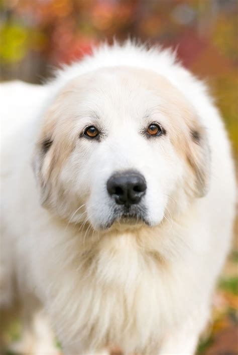 Pyrador Breed - Guide To Life With A Great Pyrenees Lab Mix | Great ...