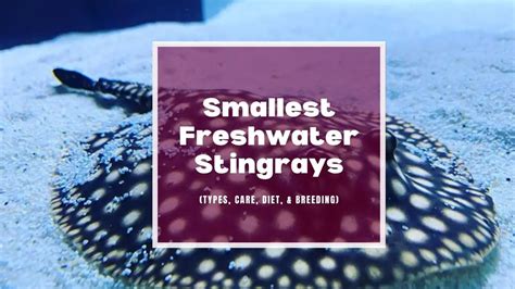 The 3 Most Popular Small Freshwater Stingrays (Care, Diet, Tank Mates & Breeding)