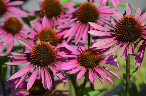 Coneflower, Purple – Hometown Seeds