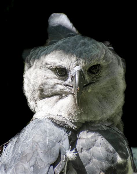 Are Harpy Eagles Good For Beginners? - Falconry Advice