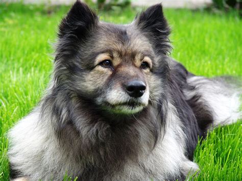 Keeshond - Temperamento, características, comportamiento, origen