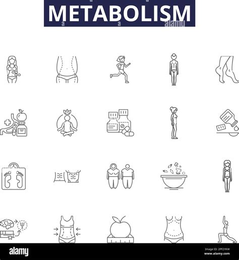 Metabolism line vector icons and signs. Substrate, Respiration, Enzymes, Anabolism, Catabolism ...