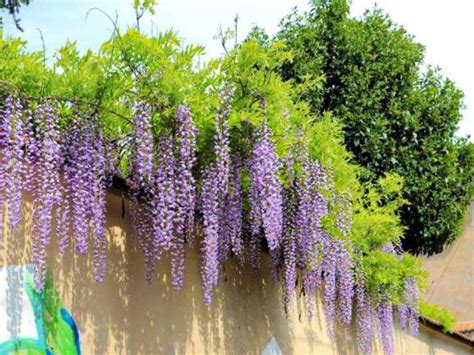 Wisteria Flowering Vine | Beautiful Flowering Vines - PlantingTree