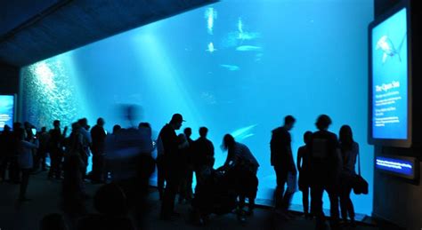 Aquariums in the SF Bay Area: 6 Top Finds for Marine Life