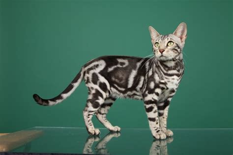 Bengal Cat Kittens Cost - Cat's Blog