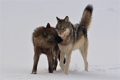 The wonders of wolf-watching in Yellowstone National Park - The Washington Post