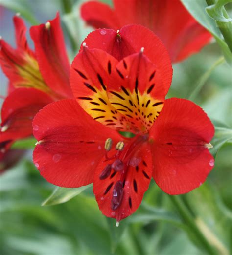 12 Gorgeous Alstroemeria - Sunset Magazine