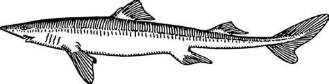 Dogfish Fish Clip Art at Clker.com - vector clip art online, royalty free & public domain