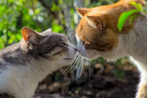 ANIMALES VIVÍPAROS » Significado, Características, Clasificación Y Ejemplos