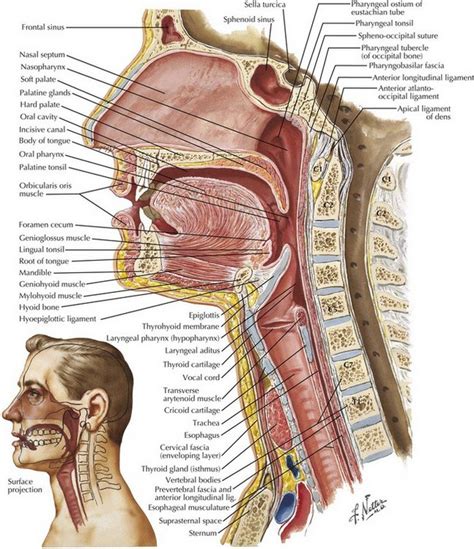 Tracheal Intubation and Endoscopic Anatomy | Clinical Gate