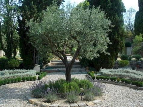 olive tree garden design - Cherish Doan