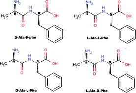 Stereomeric resolution and modeling of dl-alanine-dl-phenyl alanine ...