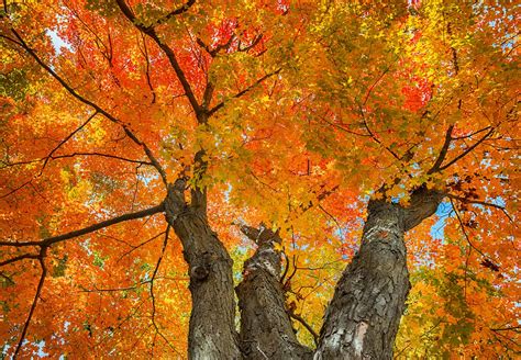 How sugar maple trees work | Massachusetts Maple Producers Association