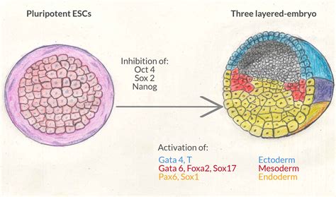 Key player of embryonic stem cells differentiation found - El·lipse
