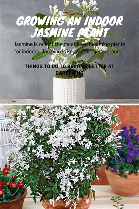 Growing an Indoor Jasmine Plant | Jasmine plant indoor, Jasmine plant, Succulent garden diy indoor