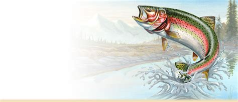 Rainbow Trout Information, Facts, Photos and Artwork - American Expedition