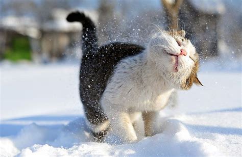 Kitty's First Time In The Snow | Cute animals, Cute cats, Kittens cutest