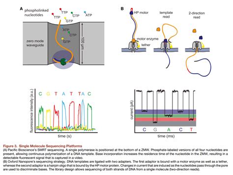 Nanopore Sequencing