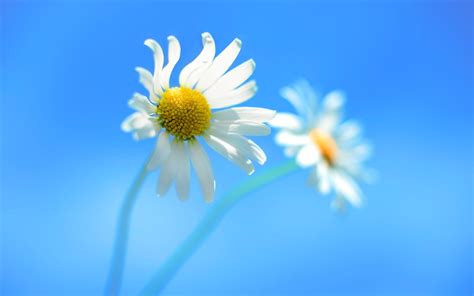 Windows Flower Wallpapers - Top Free Windows Flower Backgrounds ...