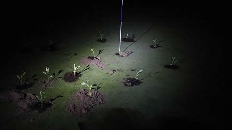 Climate activists plug up holes in golf courses across Spain amid ...