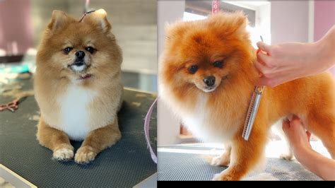 Pomeranian Grooming - How to Groom a Pomeranian - YouTube