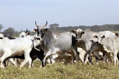 OIE-WAHIS: Uma nova era para informações sobre saúde animal