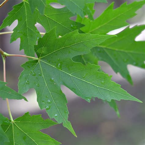 Silver maple | ontario.ca