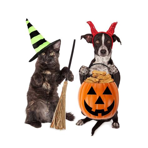 El Truco-o-tratar Del Gato Y Del Perro De Halloween Foto de archivo - Imagen de tallado, negro ...