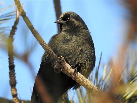 Is this the Brewer's Blackbird or some other species? - Help Me Identify a North American Bird ...