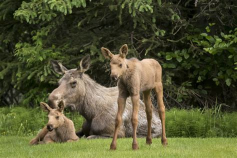 A cow moose relaxes on a lawn with her twin calves Anchorage Alaska United States of America ...