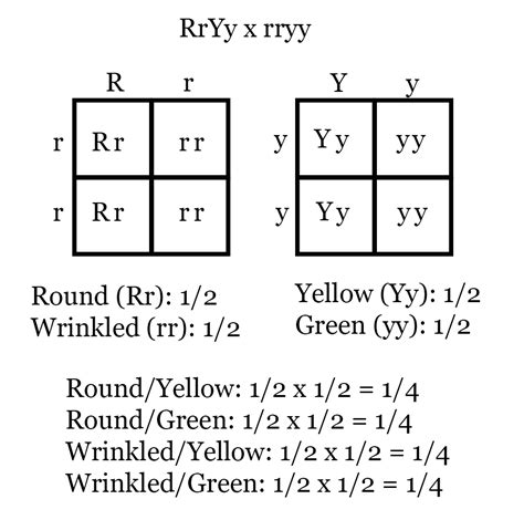 Dihybrid Punnett Square Practice / Dihybrid Punnet Practice / This video will show how to set up ...