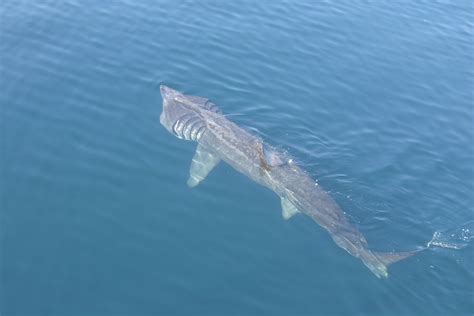 Basking Shark - Fishes World - HD Images & Free Photos