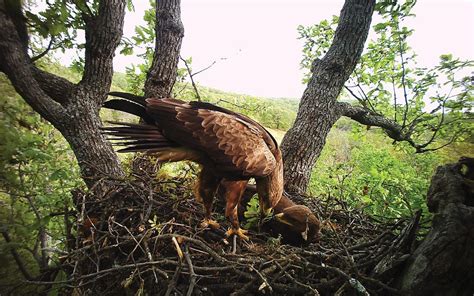 Photo traps installed in Lesser Spotted Eagle nests | Земите и горите ...