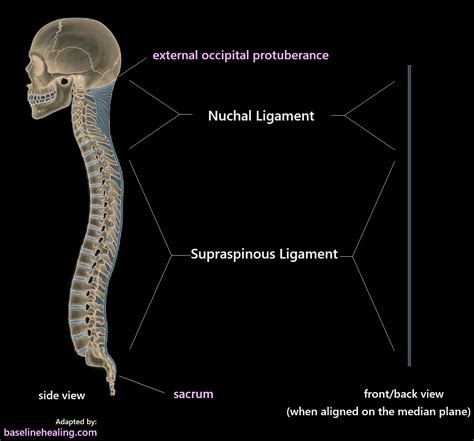 Body Alignment & Balance. Our Midline Anatomy & the Median Plane ...