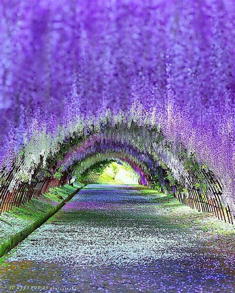 Wisteria Tunnel, Kawachi Fuji Gardens in Kitakyushu, Japan #JapanTravelHolidays | Wisteria ...