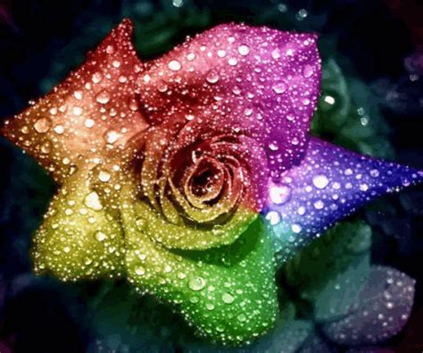 Animated Gif by Kevin_JKen | Rainbow roses, Rainbow flowers, Rose wallpaper