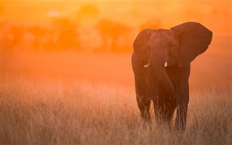 Download wallpapers elephant, sunset, Kenya, Africa, savannah, large ...