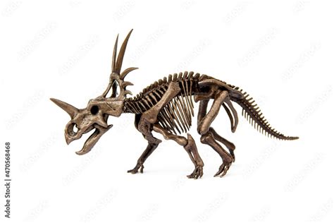 Fossil skeleton of Styracosaurus dinosaur is a genus of herbivorous ...