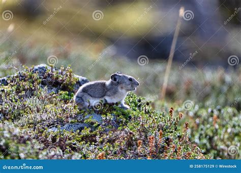 Beautiful View of American Pika (Ochotona Princeps) in Its Habitat Stock Image - Image of fauna ...