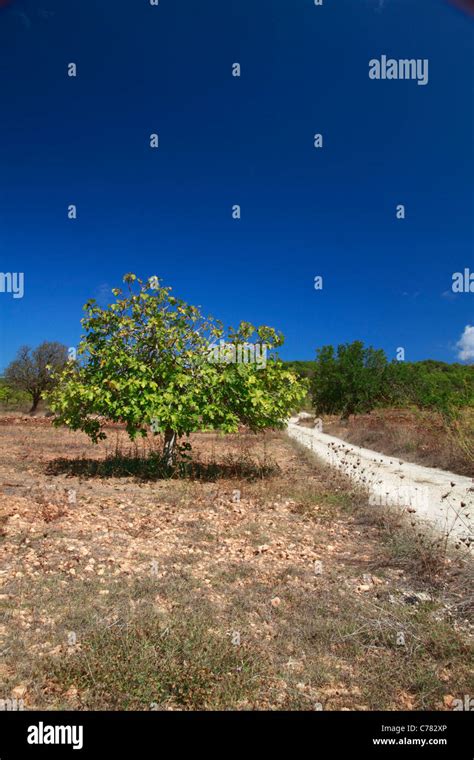 Fig tree, general view Stock Photo - Alamy