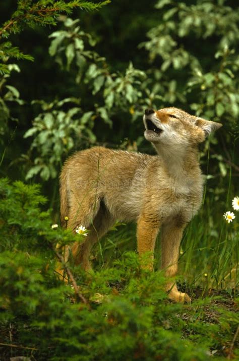 Cute Coyote Pup Howling stock image. Image of grassland - 12684001