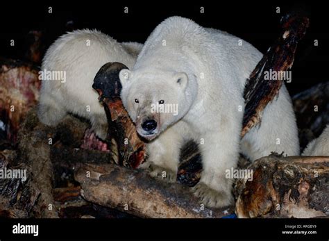 polar bear Ursus maritimus scavenging a bowhead whale Balaena mysticetus carcass Arctic National ...