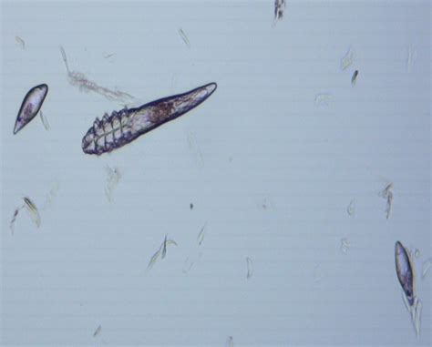 Treatment and Diagnostic of Canine Demodicosis - MSPCA - Angell