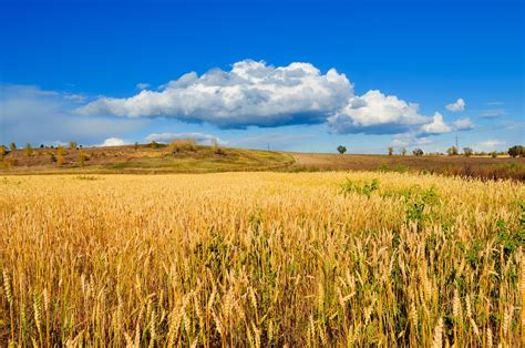 Golden Wheat Field Free Stock Photo - Public Domain Pictures