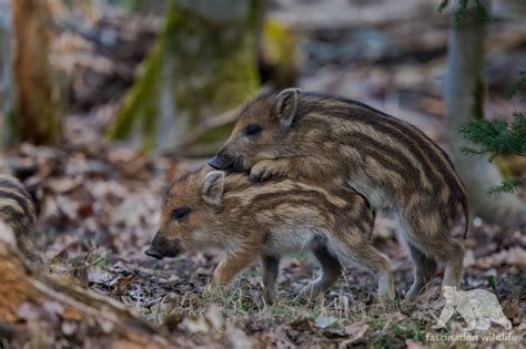 Wild Boar Piglets - Fascination Wildlife